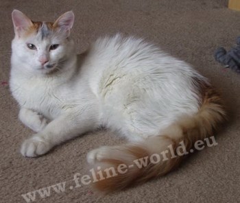 Turkish_Van_2 (RACE)